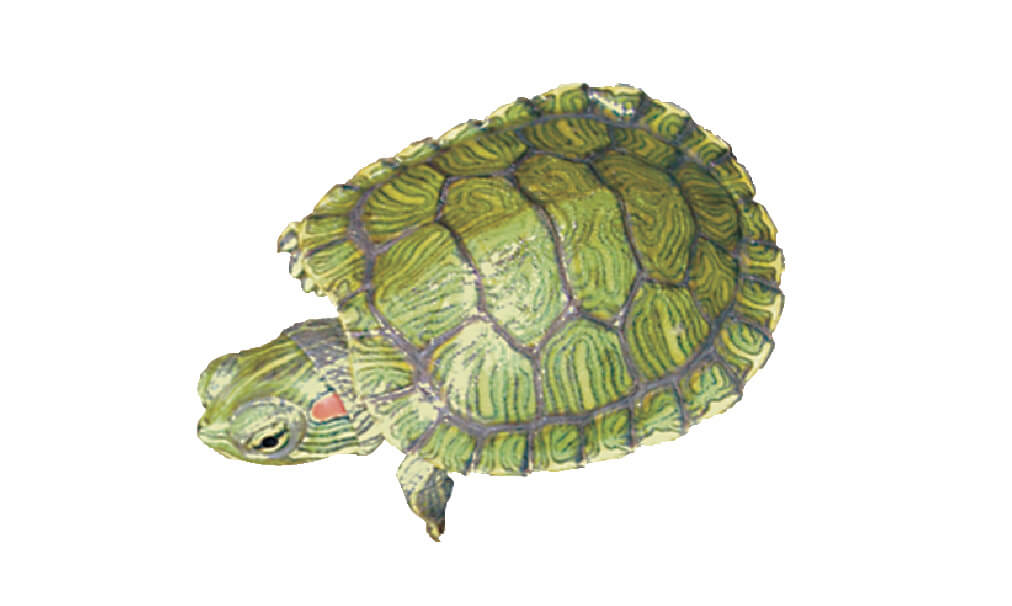 商品パッケージのデザイン事例、水生カメ専用オートヒーター